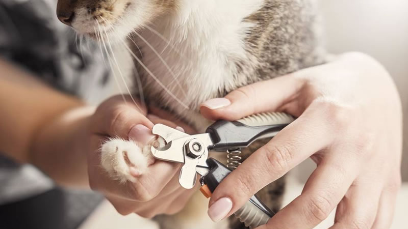 Самостоятельное подстригание когтей убережёт кошку от стресса