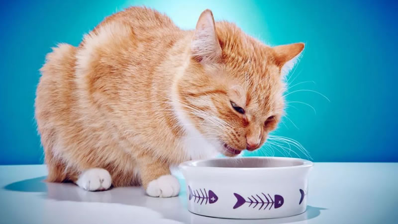 Рвотные позывы после еды могут свидетельствовать о наличии комков шерсти в желудке у кошки