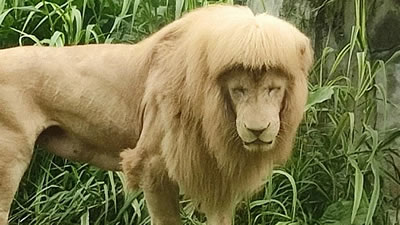Лев со стильной причёской живёт в китайском зоопарке