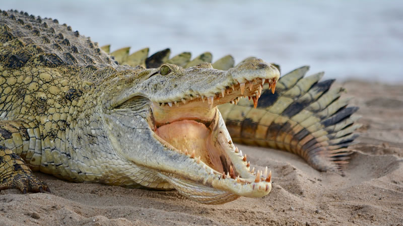 Самец гребнистого крокодила переполошил посетителей пляжа