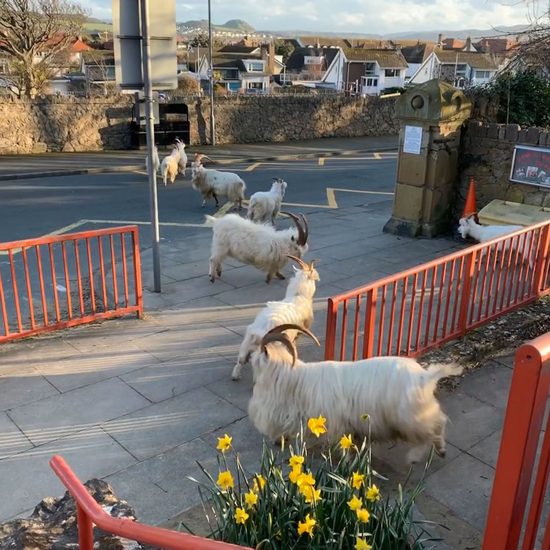 Дикие козлы свободно разгуливают по улицам города Лландидно в Уэльсе