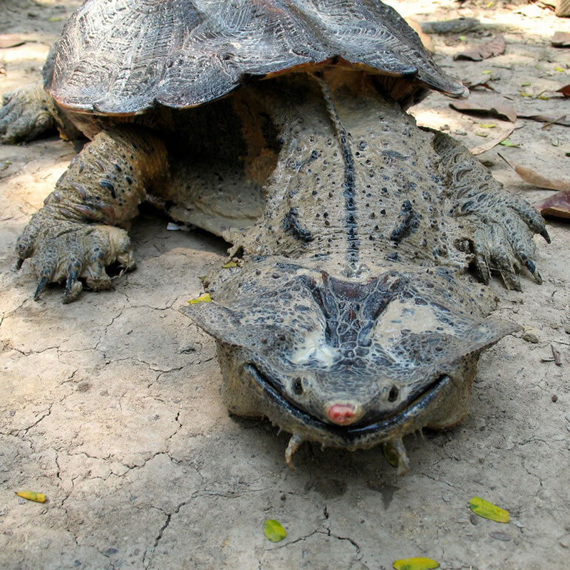 Бахромчатая черепаха (мата-мата)