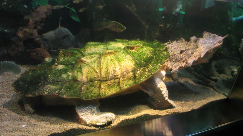 Бахромчатая черепаха (мата-мата)