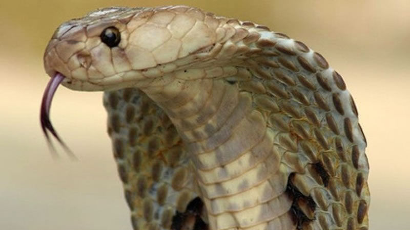 Сытно пообедавшая кобра спряталась в кондиционере продуктового магазина