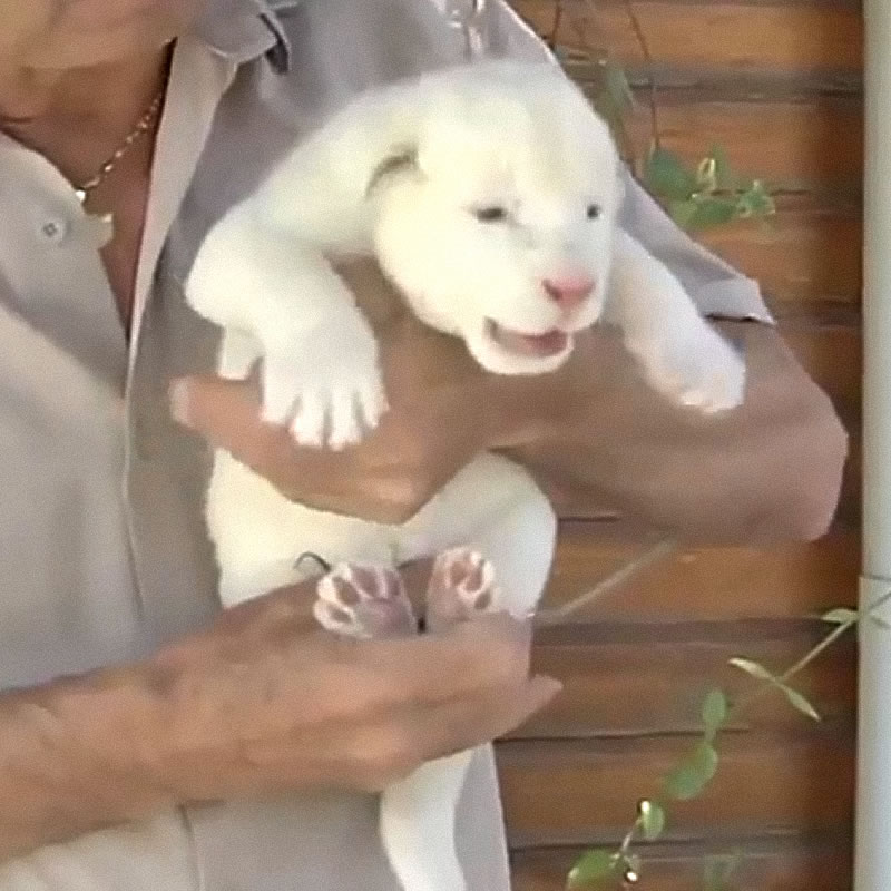 В испанском зоопарке родился львёнок необычного белого окраса. Изображение: кадр из видео