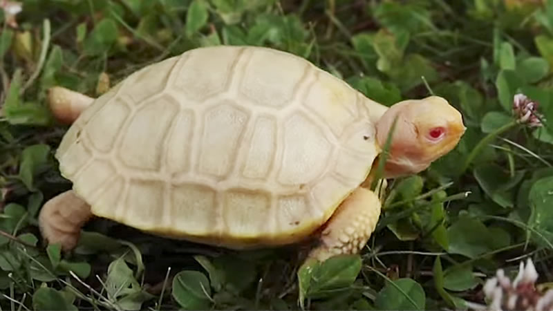 Появление на свет детёныша гигантской галапагосской черепахи с альбинизмом можно считать чудом. Изображение: кадр из видео