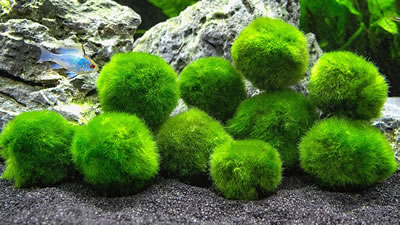 Кладофора шаровидная: мяч из растений в аквариуме