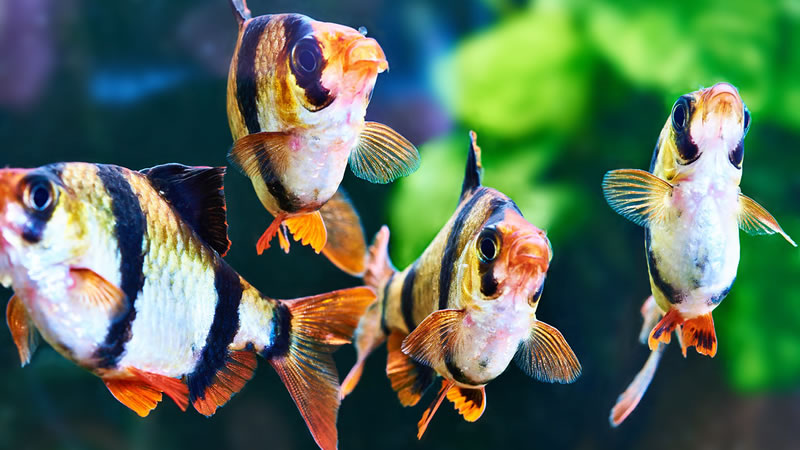 Суматранские барбусы в аквариуме. Фото: Shutterstock