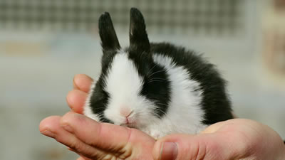 Декоративные кролики в домашних условиях: что нужно знать перед покупкой