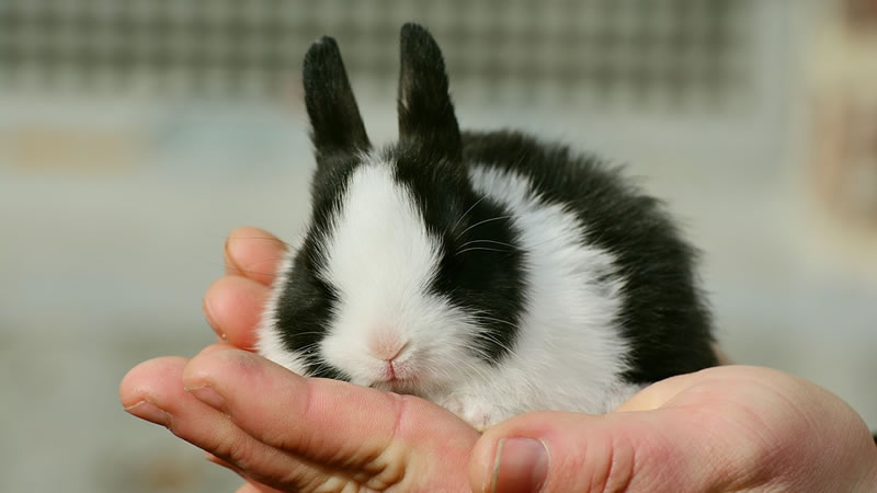 Перед покупкой крольчонка изучите основы его содержания в домашних условиях