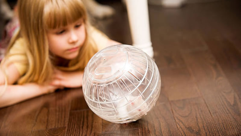 Выбирайте максимально прозрачный прогулочный шар с большим количеством вентиляционных отверстий. Фото: iStock
