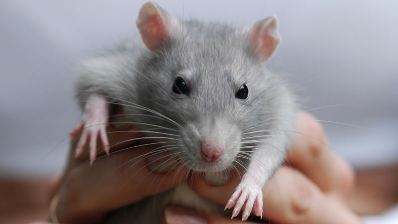 Укусы декоративных крыс не всегда означают проявление питомцем агрессии
