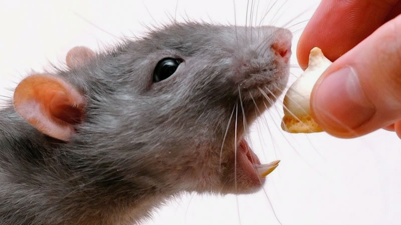 Чтобы заручиться доверием вашей декоративной крысы, предлагайте ей лакомства