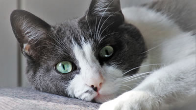 Комки шерсти в желудке у кошки: симптомы и способы выведения