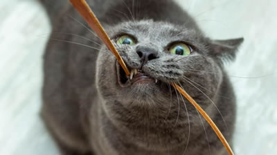 Кошка грызет провода. Как отучить животное от вредной привычки?