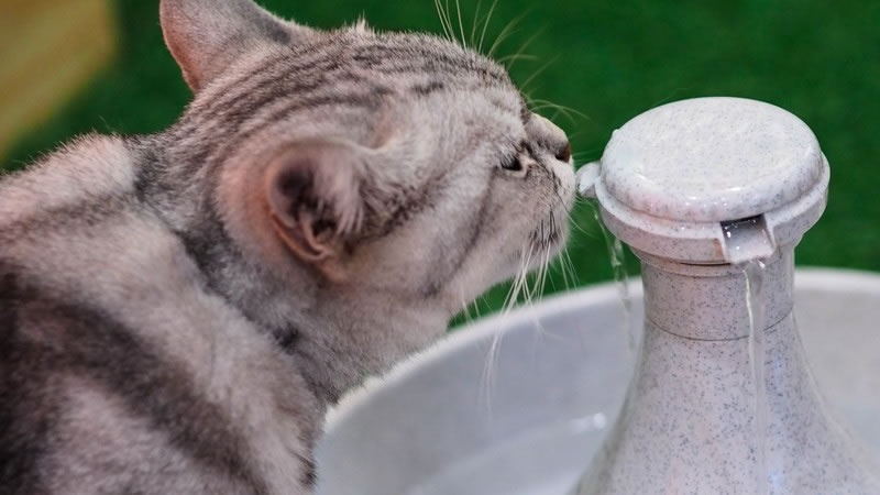 Фонтанчик - отличное решение для кошек, предпочитающих пить проточную воду