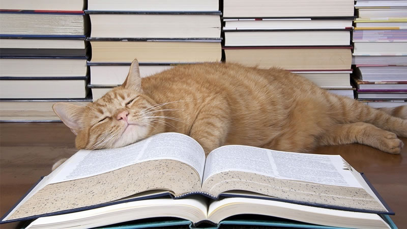 Научные исследования показали, что кошек посещают сновидения