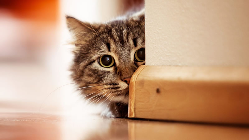 Спрятать провода от кошки можно под плинтус