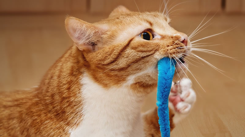 Активные игры - один из лучших способов отвлечь внимание кошки от грызения проводов