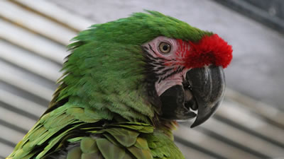 Бдительного попугая арестовали за содействие наркоторговцам