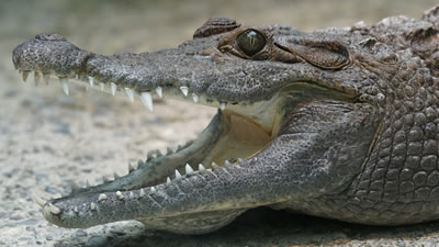 Огромный крокодил напугал водителей и заблокировал движение 