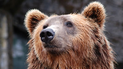 Медведь загнал группу туристов на Чёртов палец