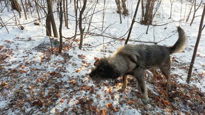 Прикованную к дереву собаку спасли в Екатеринбурге
