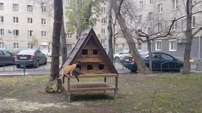 Избушку для кошек построили в Москве
