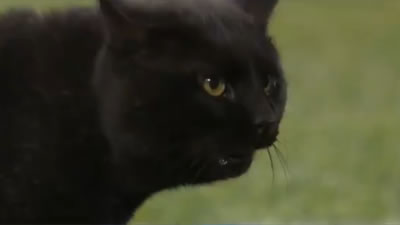 Чёрный кот на футбольном поле восхитил спортивных комментаторов