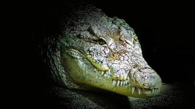 Агрессивный крокодил забрался ночью в туалет и напугал индуса