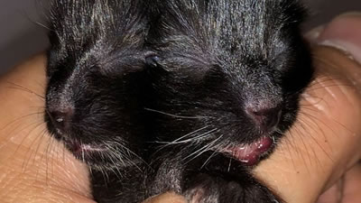Котёнка с двумя мордочками приютил и выходил ветеринар из США