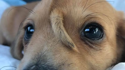 Собака с хвостом на лбу найдена в США