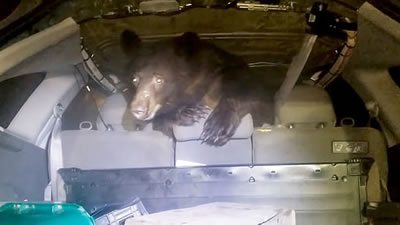 Медведь залез в машину к матери бесстрашного мужчины