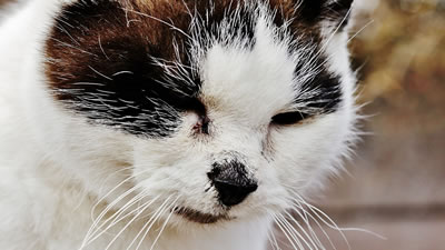 Проткнувшего лапу арматурой кота сняли с забора в Москве