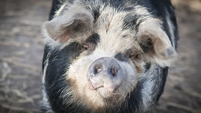 Напористая свинья стала звездой прямого эфира из Греции