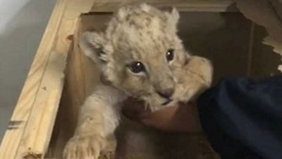 Маленького львёнка нашли в посылочном ящике в Мексике