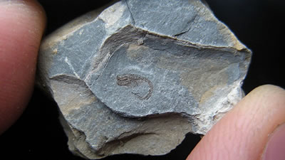 Ископаемую креветку возрастом 90 миллионов лет обнаружили учёные