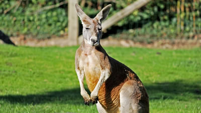 Самцы кенгуру устроили дружеский боксёрский поединок