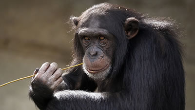 Самец шимпанзе постирал футболку своей смотрительницы