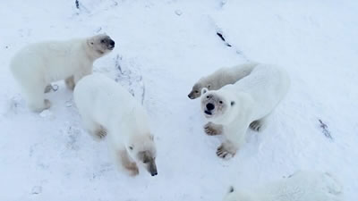 Белые медведи держат в осаде село на Чукотке