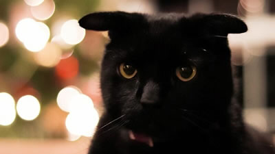 Чёрный кот с ушами вразлёт: необычная генетическая мутация