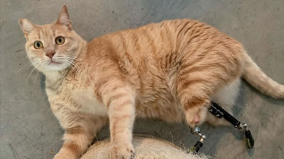 Бионический кот с искусственными лапами появился в Италии