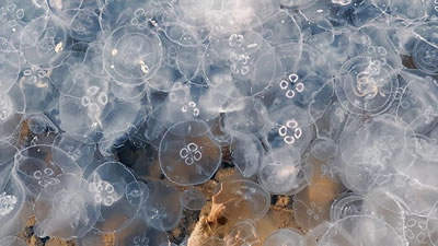 Тысячи медуз устроили нашествие на крымское побережье