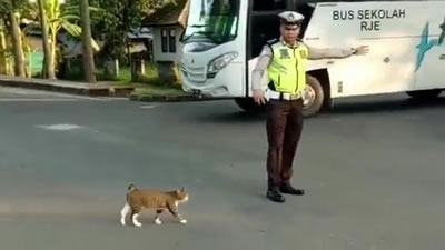 Регулировщик перевёл кота через дорогу, остановив движение