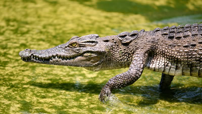 Сорок крокодилов устроили забег ради науки