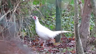 Редкий белый фазан замечен в Великобритании