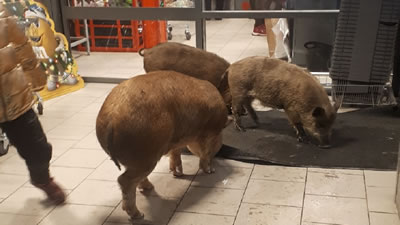 Домашние свиньи сообразили на троих в алкогольном отделе супермаркета