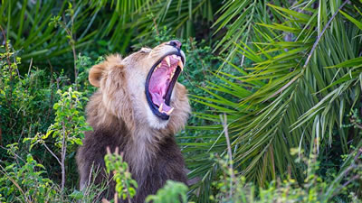 Игривый лев напугал фотографа и посмеялся над шуткой