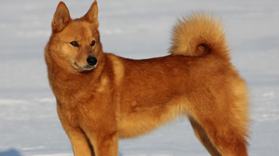 Новая порода собак появилась в России