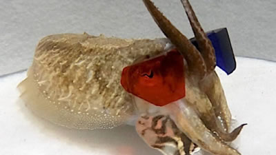 Каракатицам в 3D-очках продемонстрировали фильм о креветках